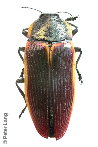 Temognatha flavomarginata, SAMA 25-020447, SL